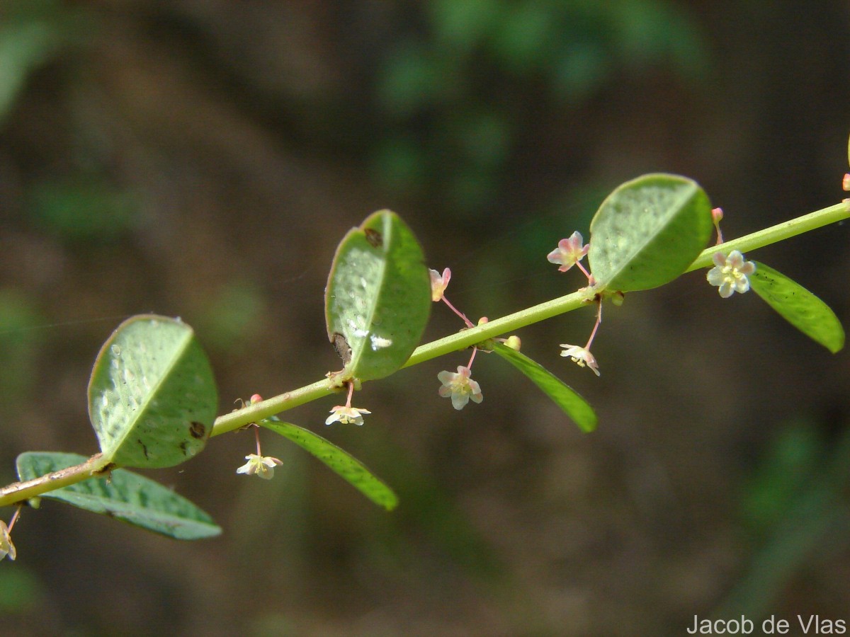 Phyllanthus gardnerianus (Wight) Baill.